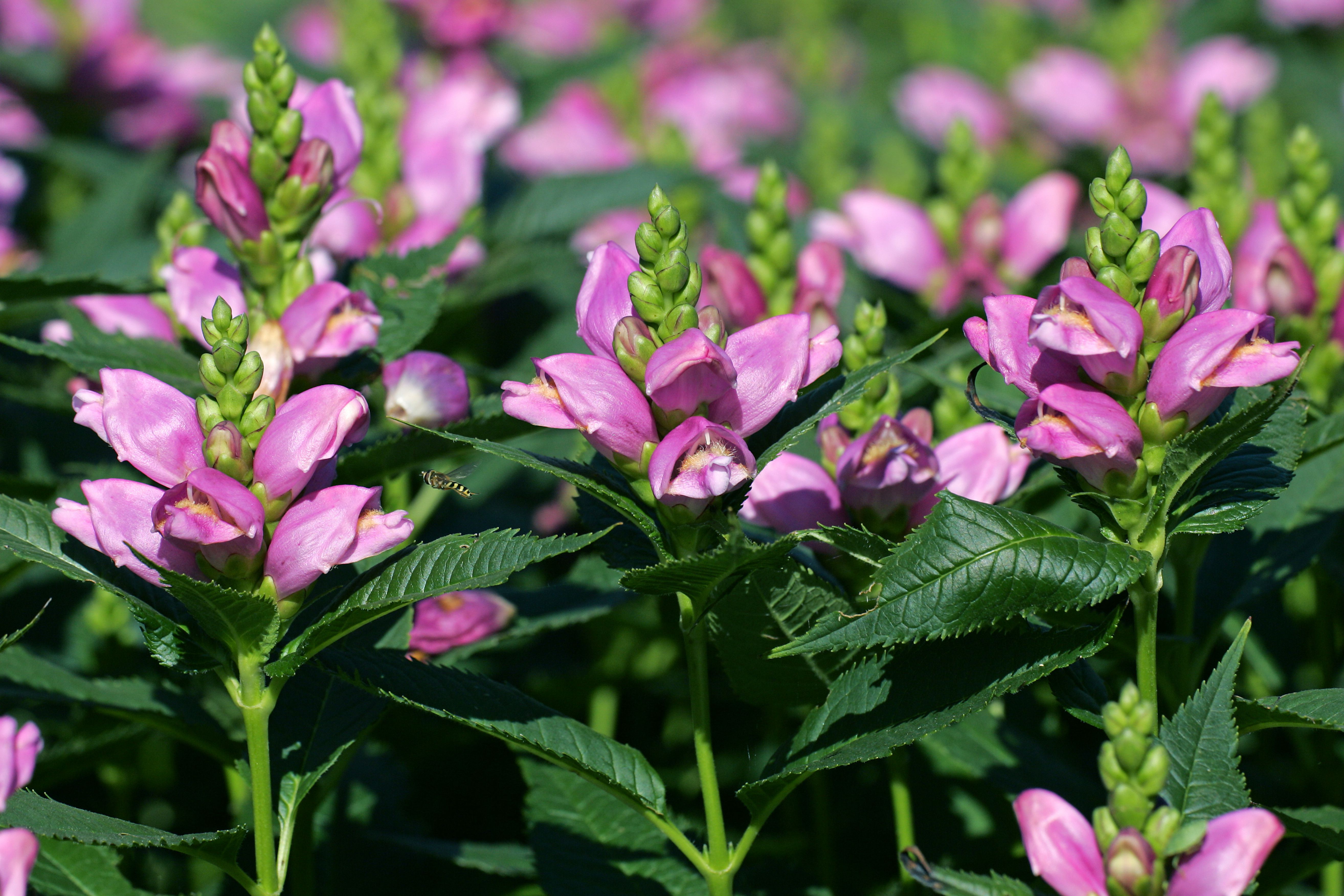 Chelone Iyonii (Pink Turtlehead) - 1 Gallon Potted Perennial