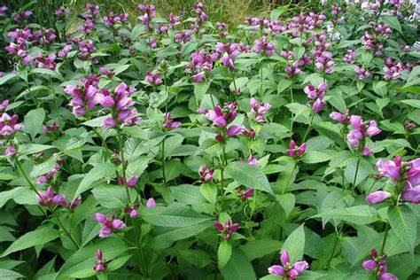 Chelone Iyonii (Pink Turtlehead) - 1 Gallon Potted Perennial