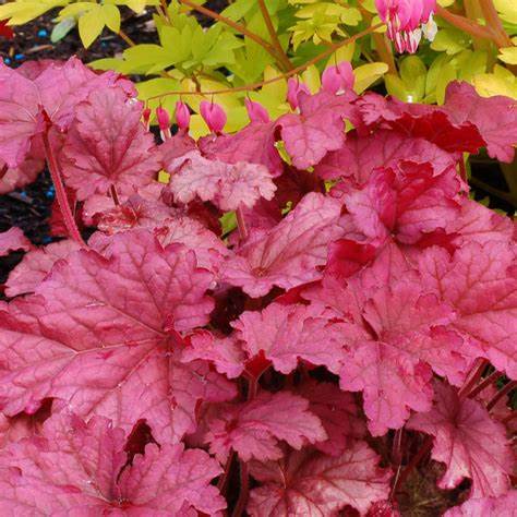 Heuchera 'Berry Smoothie' (Coral Bells) - 1 Gallon Potted Perennial