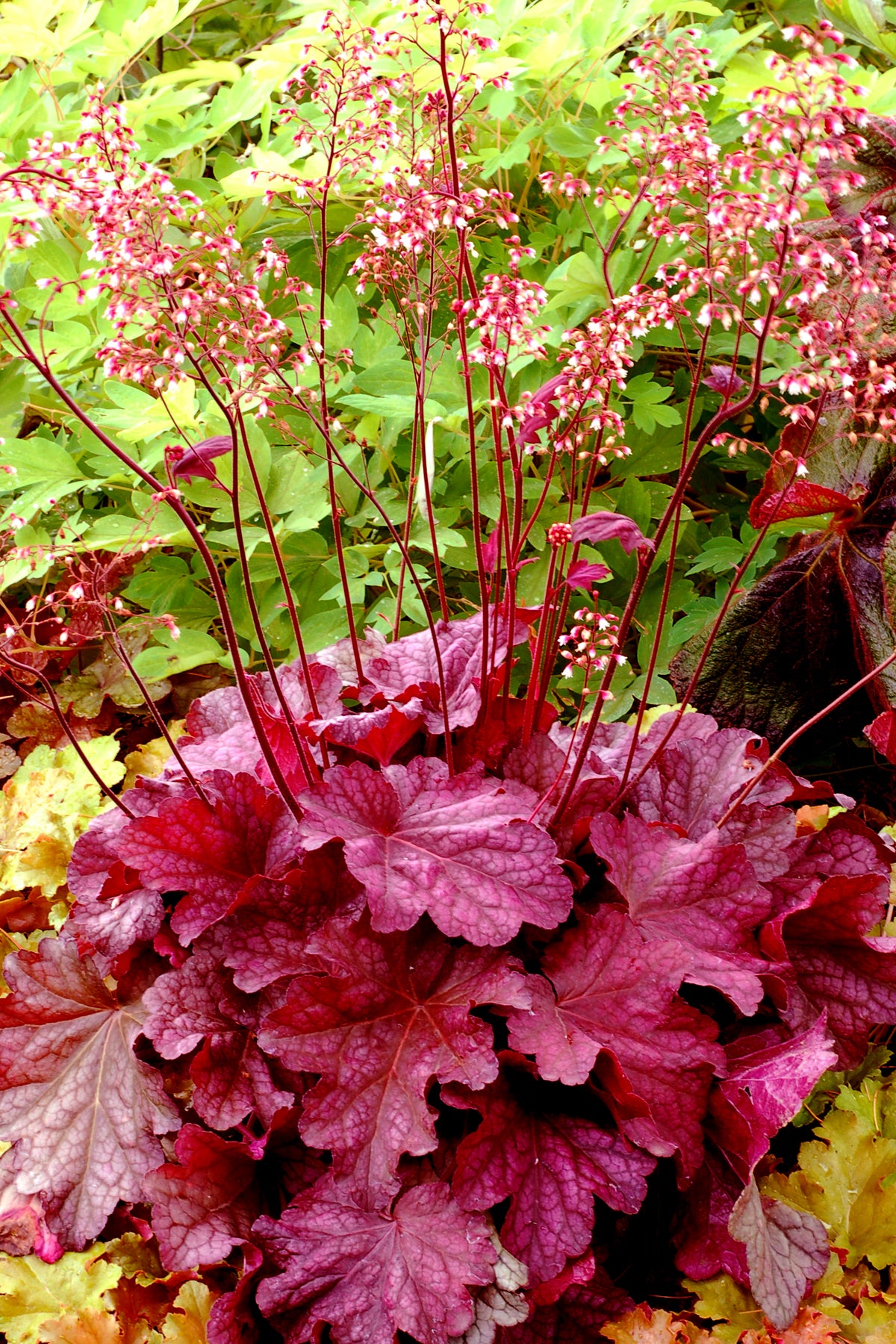 Heuchera 'Berry Smoothie' (Coral Bells) - 1 Gallon Potted Perennial