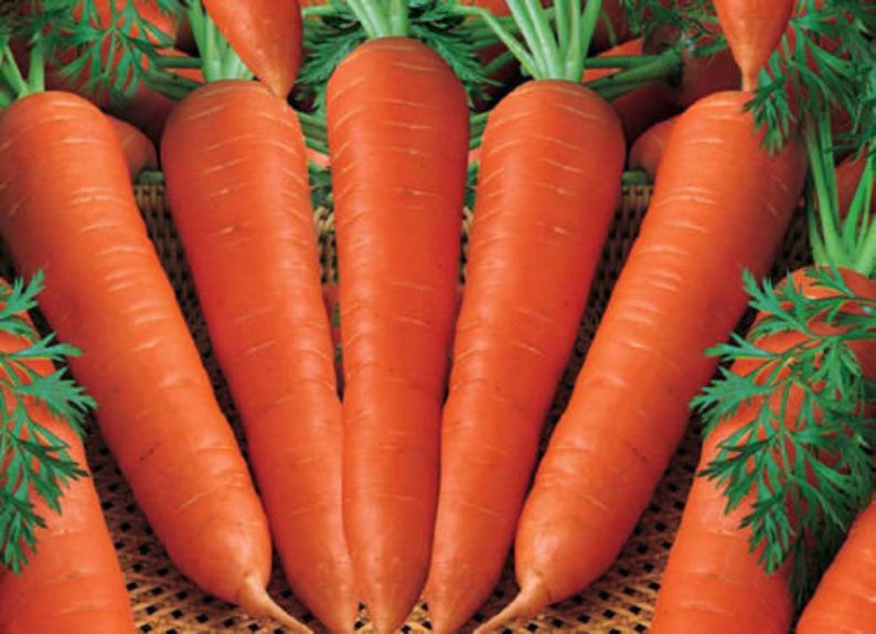 Nantes Coreless Carrot Seeds (70 days) - 1/2 tbsp - Bulk