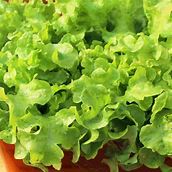 Grand Rapids Lettuce Seeds (Leaf Type) (45 days) - 1 Tbsp - Bulk