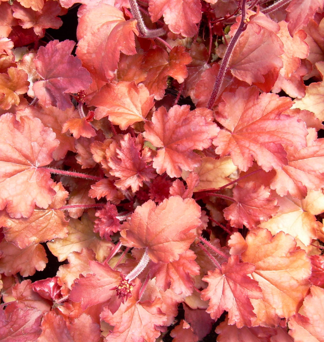 Peach Flambe Coral Bells  Heuchera 'Peach Flambe' - 1 Gallon Potted Perennial