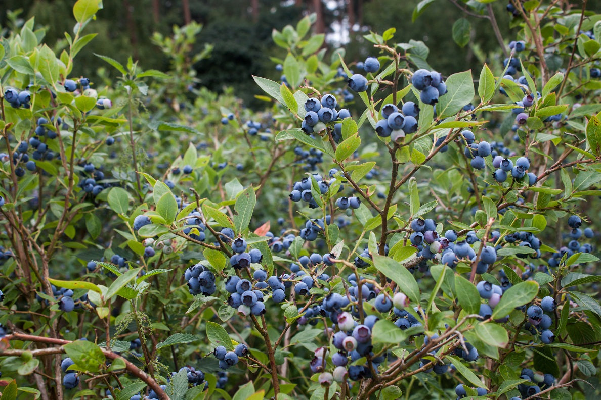 Vaccinium corymbosum 'Northland' (Highbush Blueberry) - 1 Gallon Potted Fruit Shrub