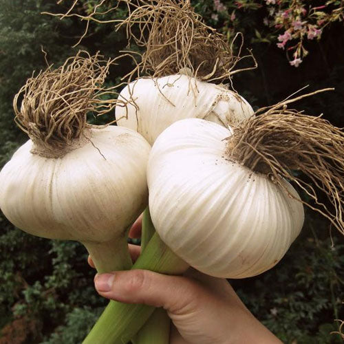 Florissa Elephant Garlic - 3 Bulbs/Pkg