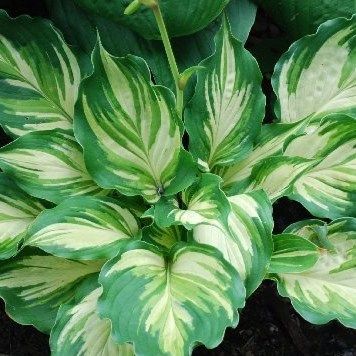 Hosta ‘Lakeside Paisley Print’ - I Gallon Potted Perennial