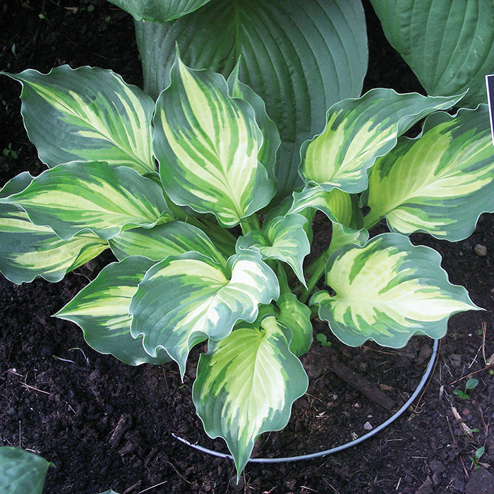 Hosta ‘Lakeside Paisley Print’ - I Gallon Potted Perennial