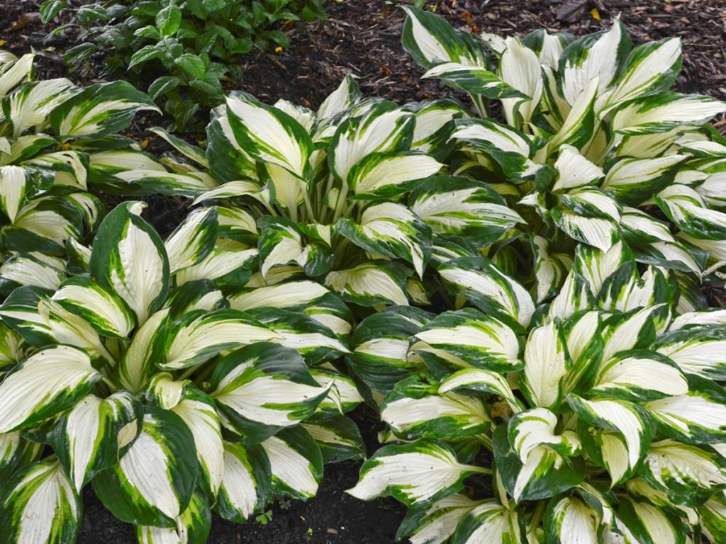 Hosta 'Vulcan' - 1 Gallon Potted Perennial