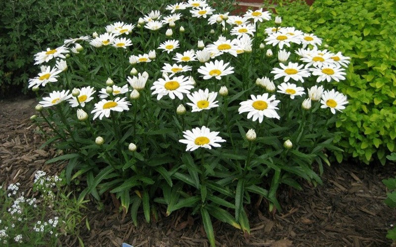 Leucanthemum x superbum 'Snowcap' (Shasta Daisy) - 1 Gallon Potted Perennial