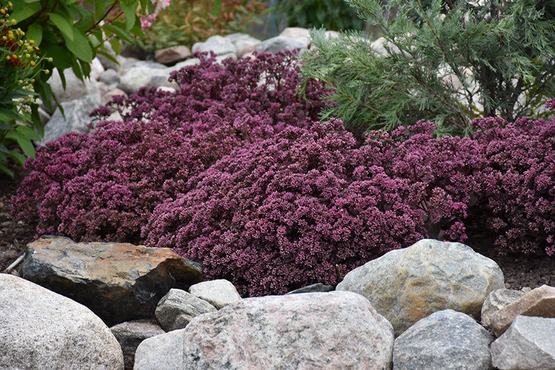 Cherry Tart Stonecrop (Sedum 'Cherry Tart') - 1 Gallon Potted Perennial