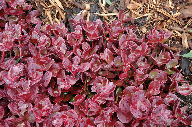 Cherry Tart Stonecrop (Sedum 'Cherry Tart') - 1 Gallon Potted Perennial