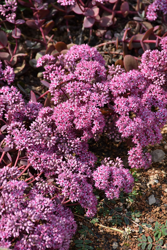 Cherry Tart Stonecrop (Sedum 'Cherry Tart') - 1 Gallon Potted Perennial