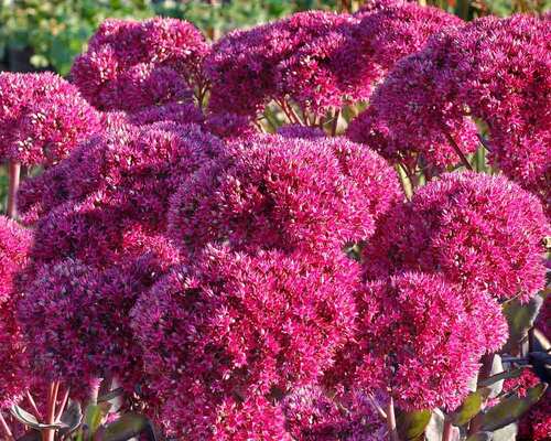 Sedum ‘Thunderhead’ - 1 Gallon Potted Perennial