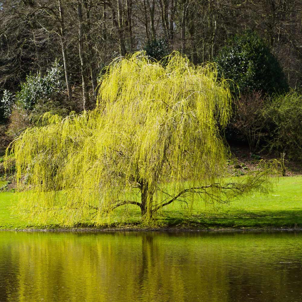 Golden Curls' Corkscrew Willow (Salix matsudana ‘Golden Curls) - 5 Gallon Potted Tree’