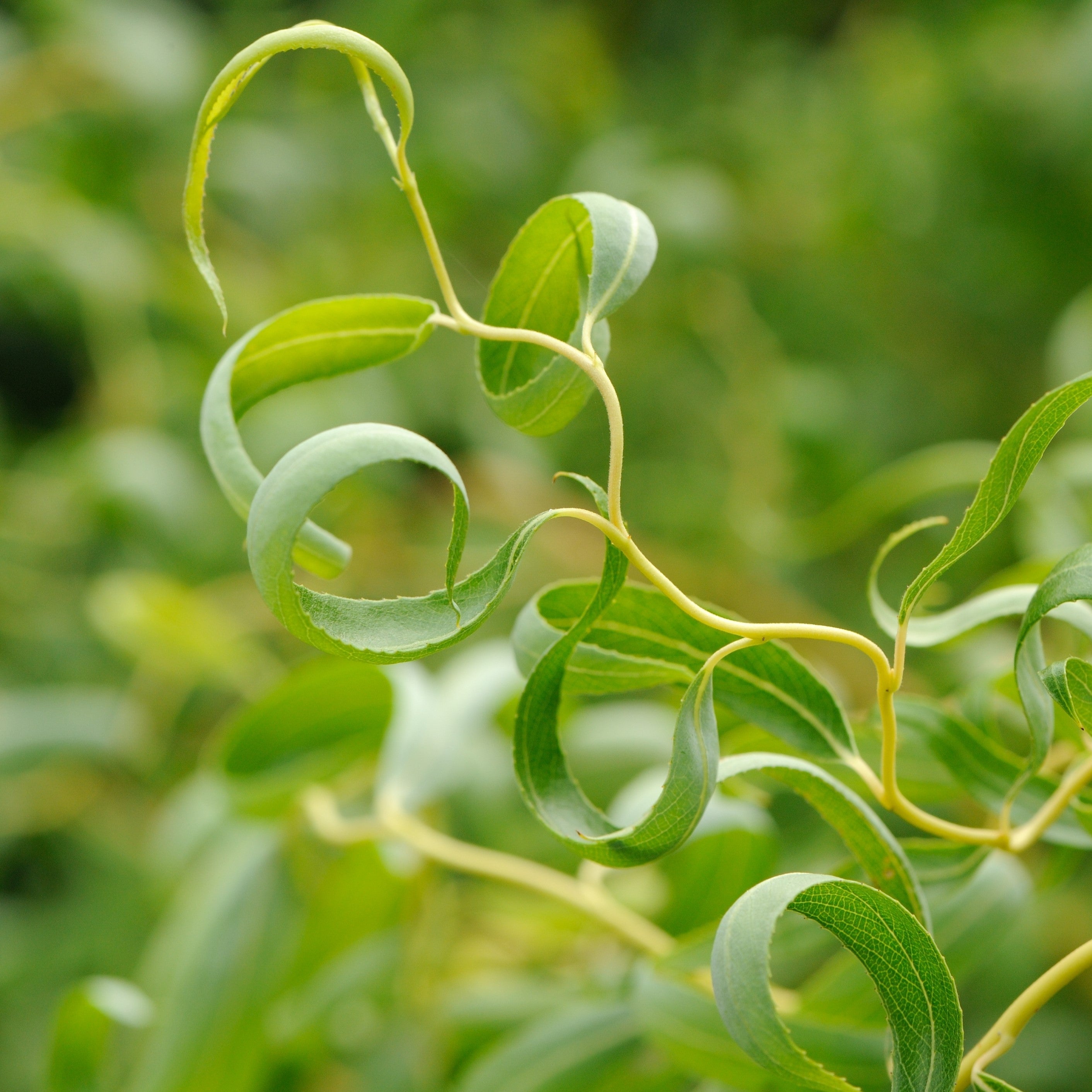 Golden Curls' Corkscrew Willow (Salix matsudana ‘Golden Curls) - 5 Gallon Potted Tree’