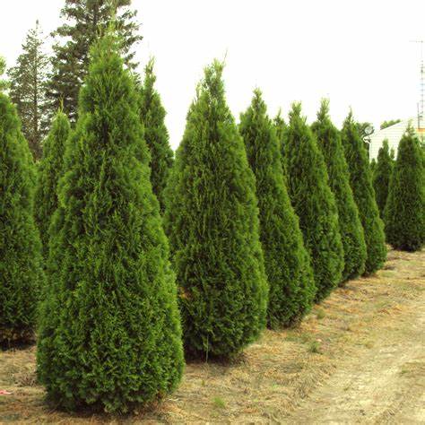 White Cedar 'Brabant' (Thuja occidentalis) - 3 Gallon Potted Tree