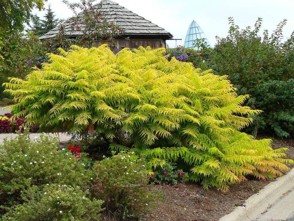 Tiger Eyes Sumac (Rhus typhina 'Tigereye Bailtiger') - 2 Gallon Potted Shrub