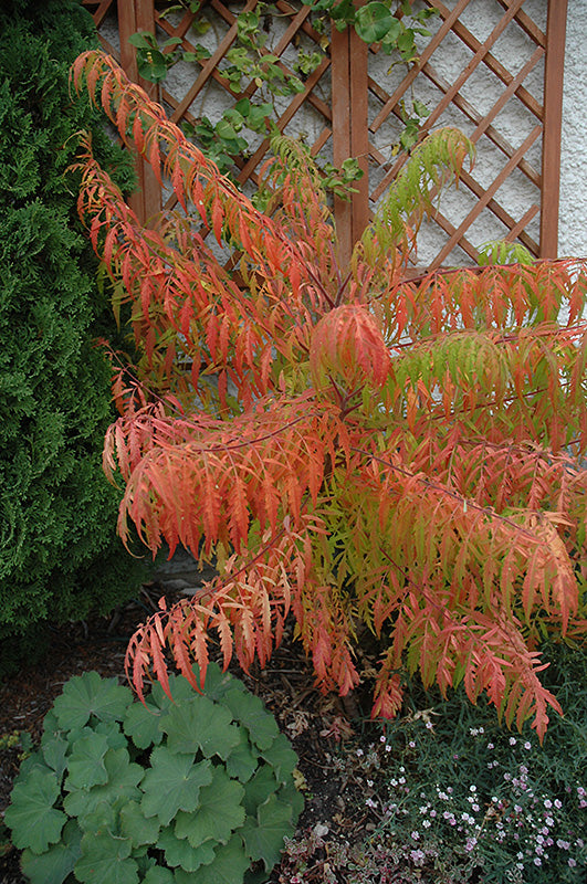 Tiger Eyes Sumac (Rhus typhina 'Tigereye Bailtiger') - 2 Gallon Potted Shrub