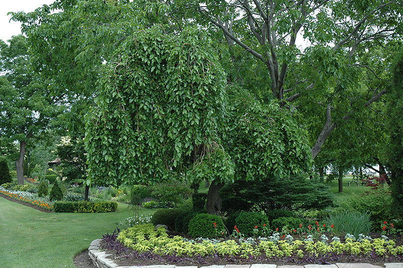 Weeping Mulberry (Morus alba 'Pendula') - 10 Gallon Potted Tree