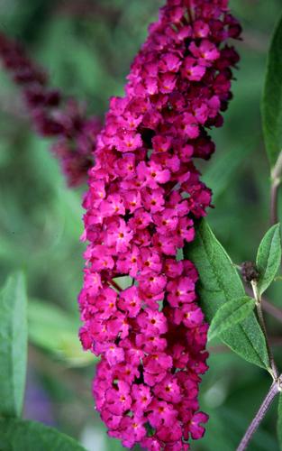 'Miss Molly' Butterfly Bush (Buddleia) - 2 Gallon Potted Shrub