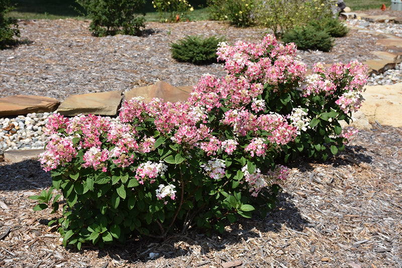 Little Quick Fire Hydrangea  (Hydrangea paniculata) - 2 Gallon Potted Shrub