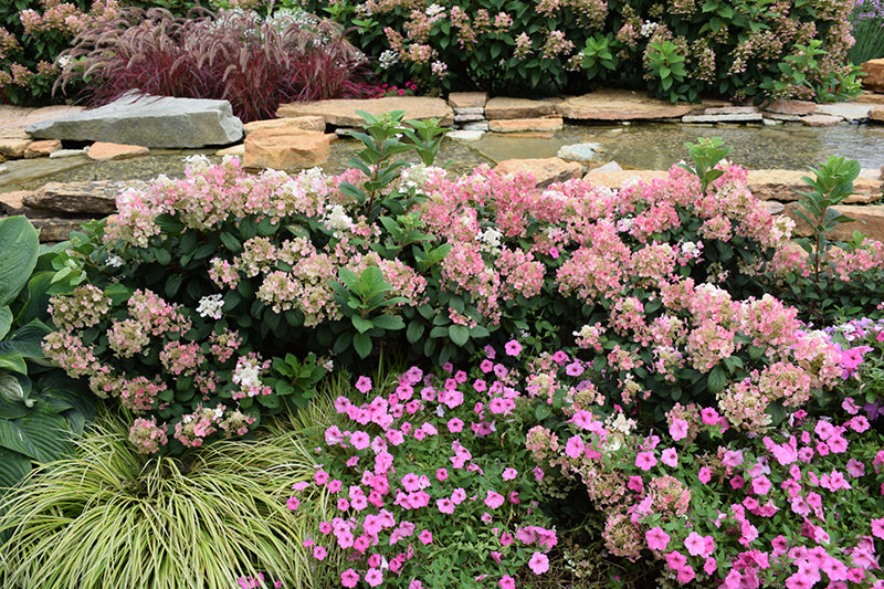 Little Quick Fire Hydrangea  (Hydrangea paniculata) - 2 Gallon Potted Shrub