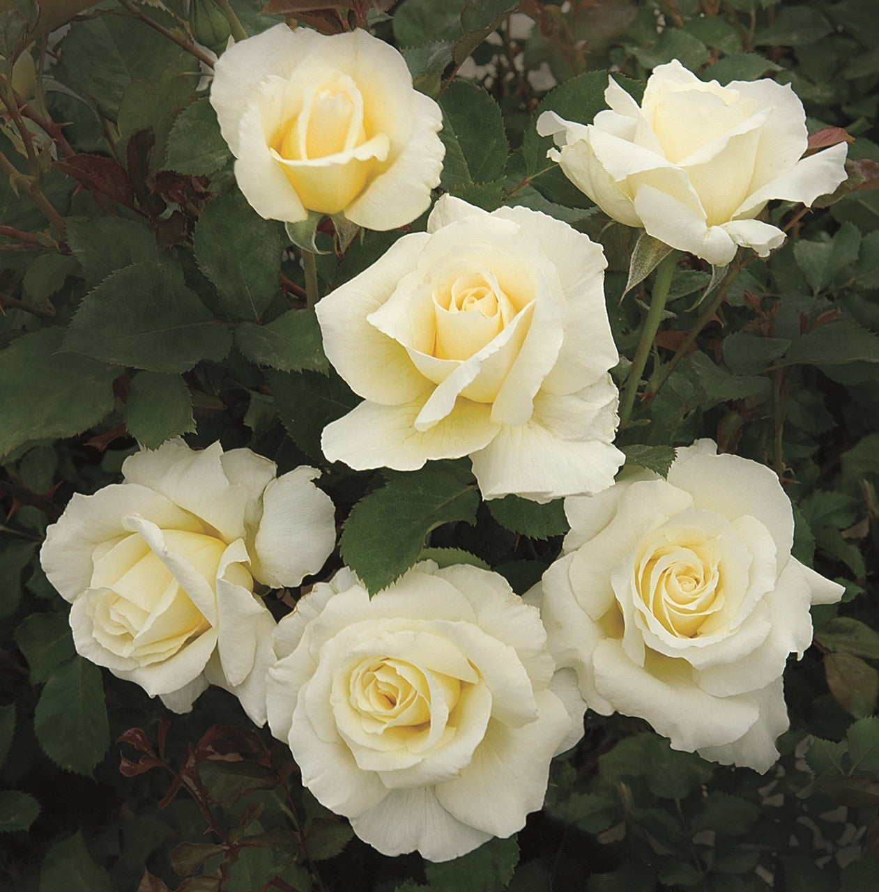 White Licorice Rose (Rosa 'White Licorice') - 2 Gallon Potted Shrub