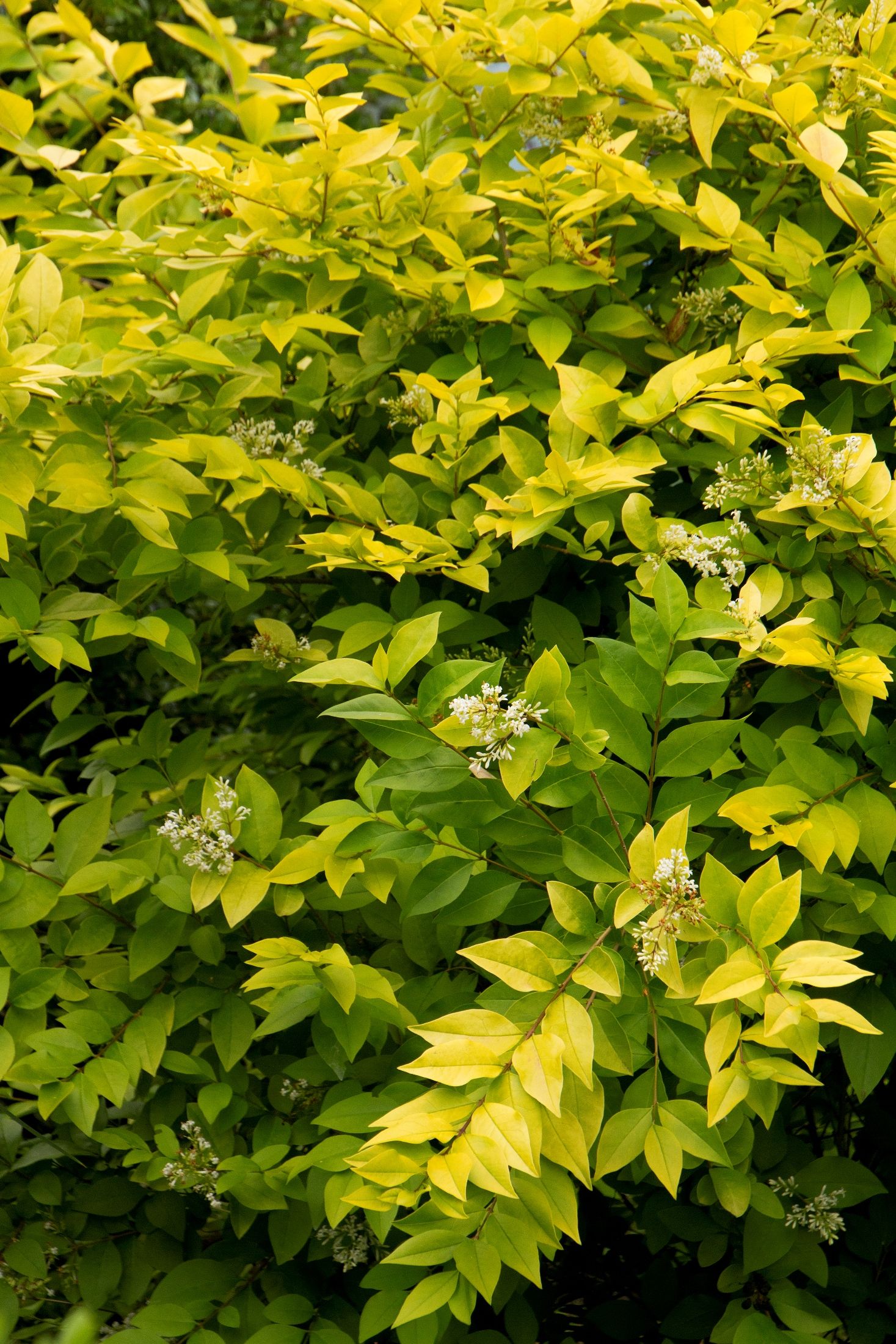 Golden Vicary Privet (Ligustrum x vicaryi) - 3 Gallon Potted Shrub