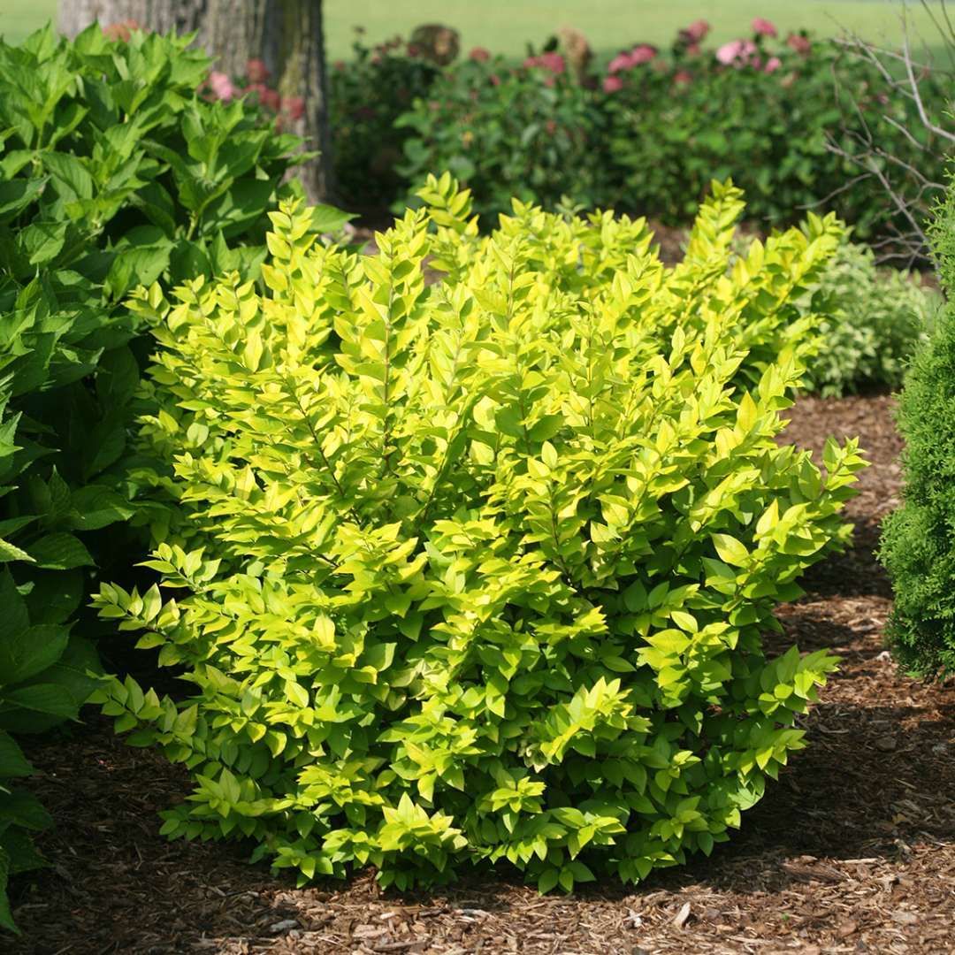 Golden Vicary Privet (Ligustrum x vicaryi) - 3 Gallon Potted Shrub