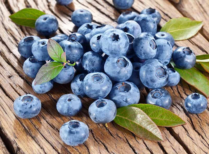 Vaccinium corymbosum 'Bluecrop' (Highbush Blueberry) - 1 Gallon Fruit Shrub
