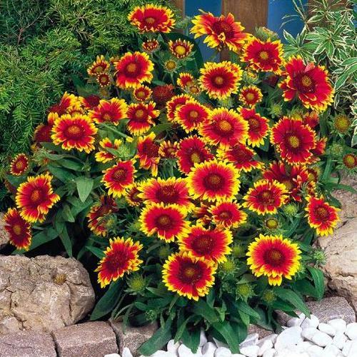 Gaillardia aristata ‘Arizona Sun’  Blanket Flower - 1 Gallon Potted Perennial
