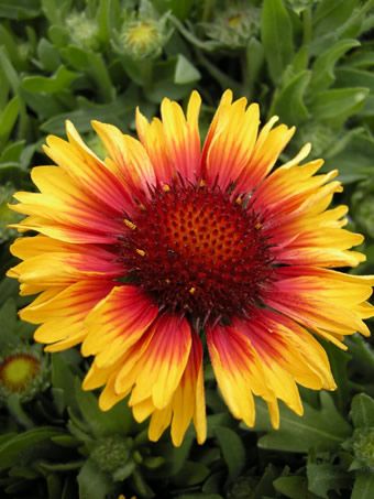 Gaillardia aristata ‘Arizona Sun’  Blanket Flower - 1 Gallon Potted Perennial