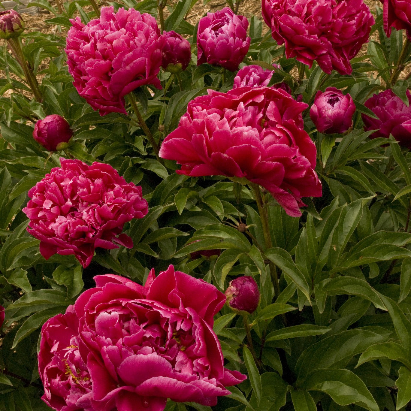 Paeonia lactiflora 'Karl Rosenfield' (Peony) - 2 Gallon Potted Perennial