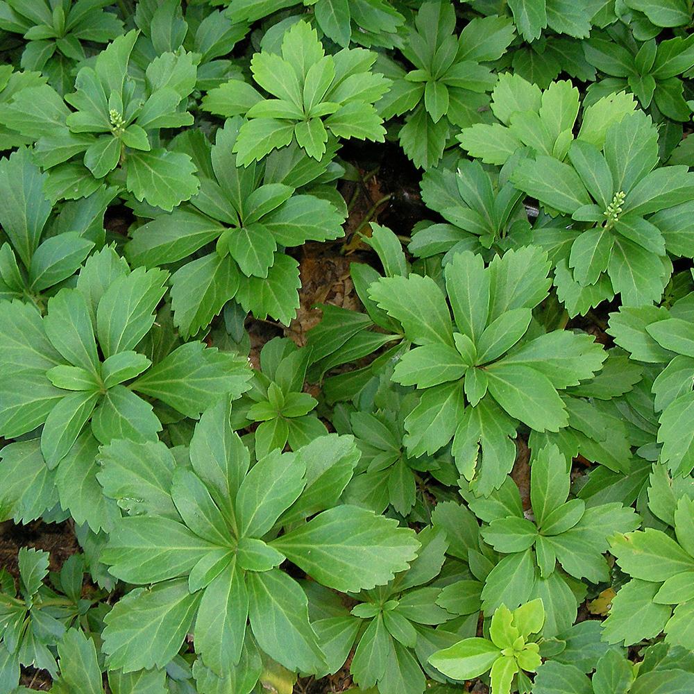 Japanese Spurge (Pachysandra terminalis) - 1 Gallon Potted Perennial