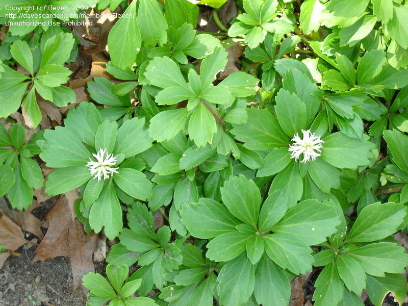 Japanese Spurge (Pachysandra terminalis) - 1 Gallon Potted Perennial