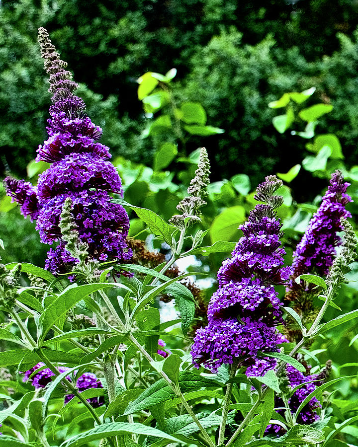 Buzz Violet Butterfly Bush - 2 Gallon Potted Shrub