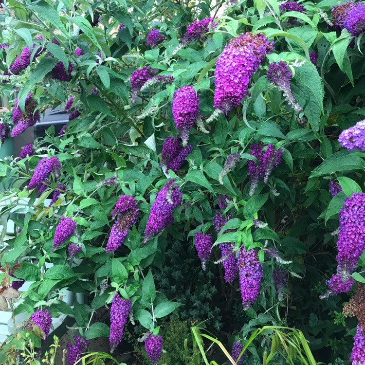 Buzz Violet Butterfly Bush - 2 Gallon Potted Shrub