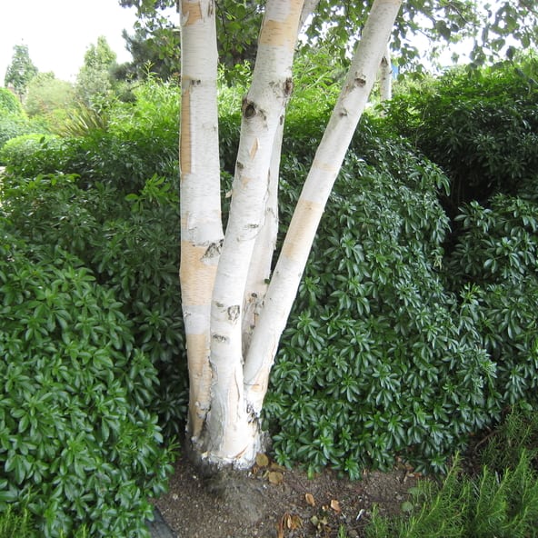Betula utilis 'Jacquemontii' - Clump (Himalayan Birch Clump) - 7 Gallon Potted Tree
