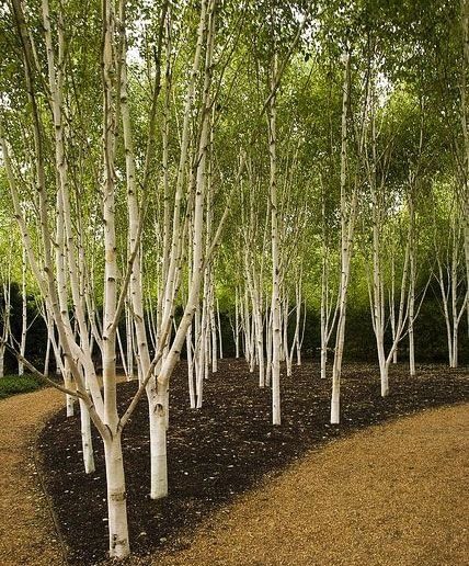 Betula utilis 'Jacquemontii' - Clump (Himalayan Birch Clump) - 7 Gallon Potted Tree