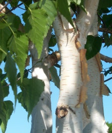 Betula utilis 'Jacquemontii' - Clump (Himalayan Birch Clump) - 7 Gallon Potted Tree