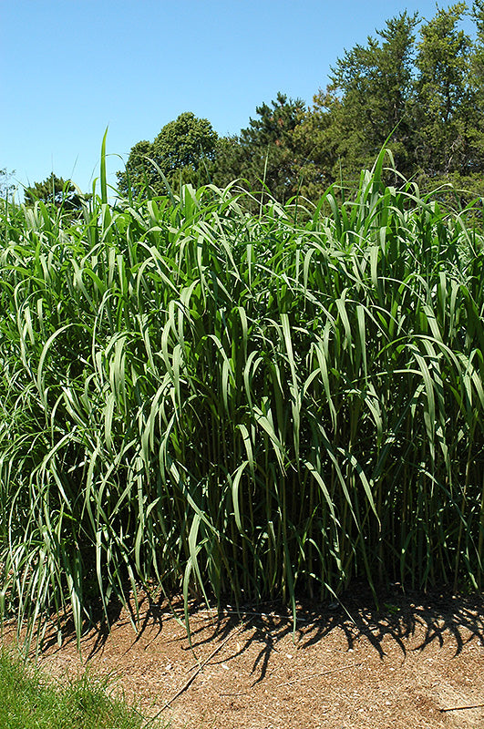 Miscanthus ‘Giganteus’ (Giant Silver Grass) - 2 Gallon Potted Perennial