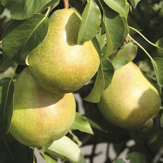 Bartlett Pear (Pyrus communis 'Bartlett') - 7 Gallon Potted Fruit Tree