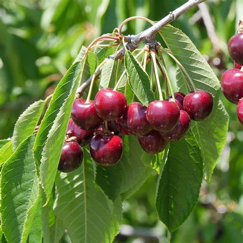 Bing Cherry Tree - 7 Gallon Potted Fruit Tree
