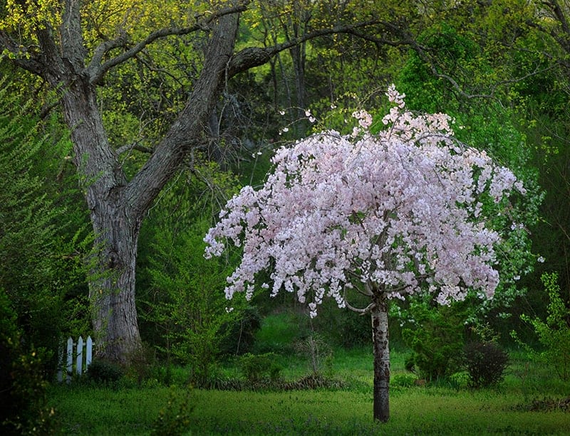 Bing Cherry Tree - 7 Gallon Potted Fruit Tree