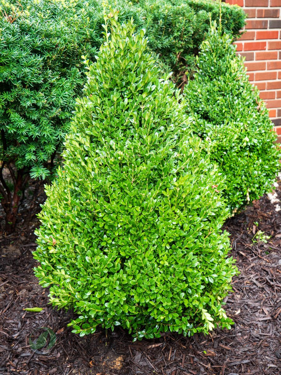 Green Mountain Boxwood (Buxus 'Green Mountain') - 2 Gallon Potted Shrub