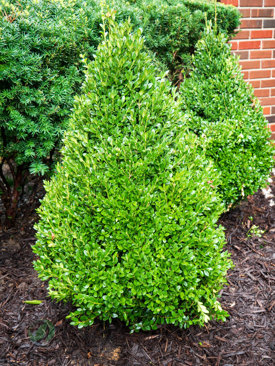 Green Mountain Boxwood (Buxus 'Green Mountain') - 1 Gallon Potted Shrub