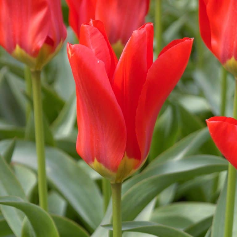 Florissa Tulipa 'Red Emperor' - 1 Bulb