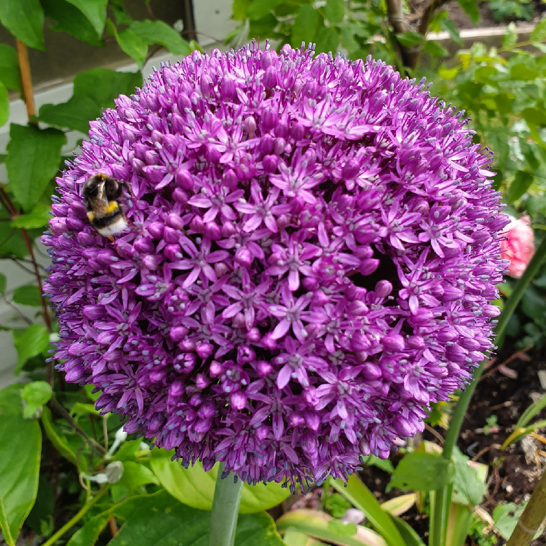 Florissa Allium 'Ambassador' (Ornamental Onion) - 1 Bulb/Pkg