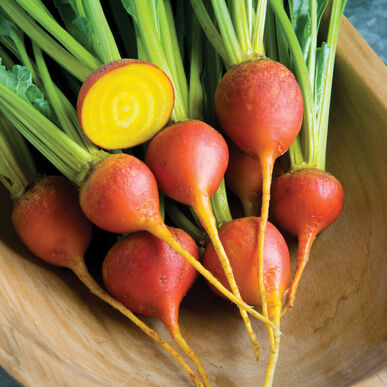 Aimers Touchstone Gold Organic Beet Seeds - Packet