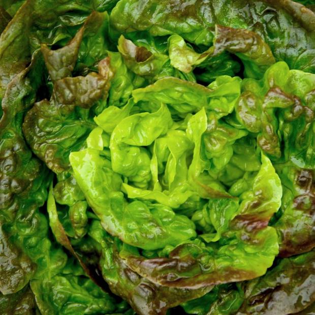 Aimers Organic Marveille Four Seasons Lettuce Seeds - Packet